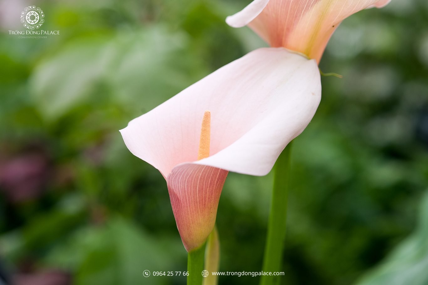hoa calla lily hồng đào blush pink trang trí tiệc cưới phong cách art-deco ngoài trời